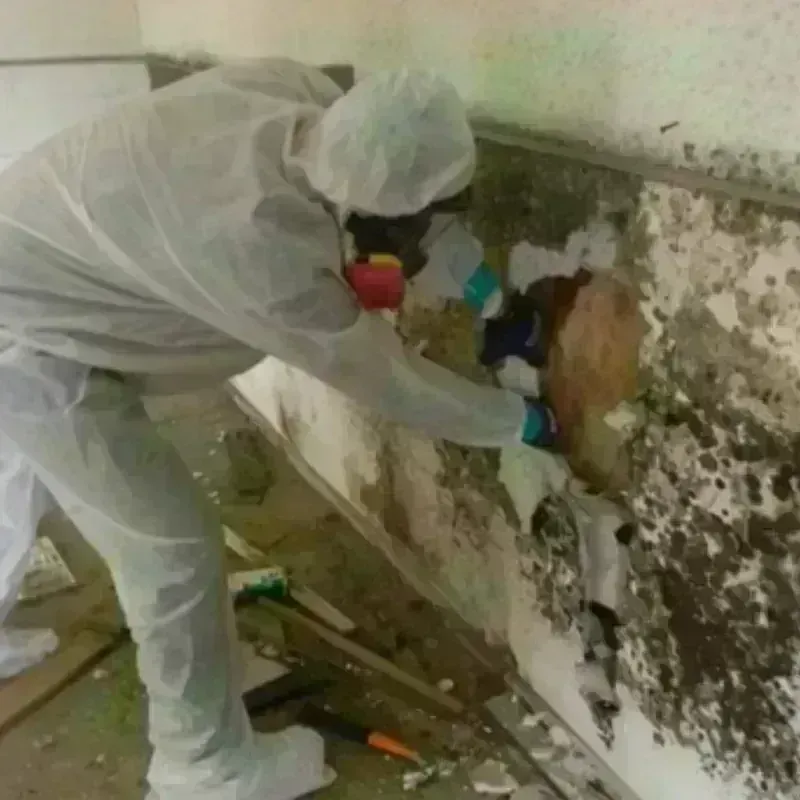 Mold Remediation and Removal in Ingram, TX